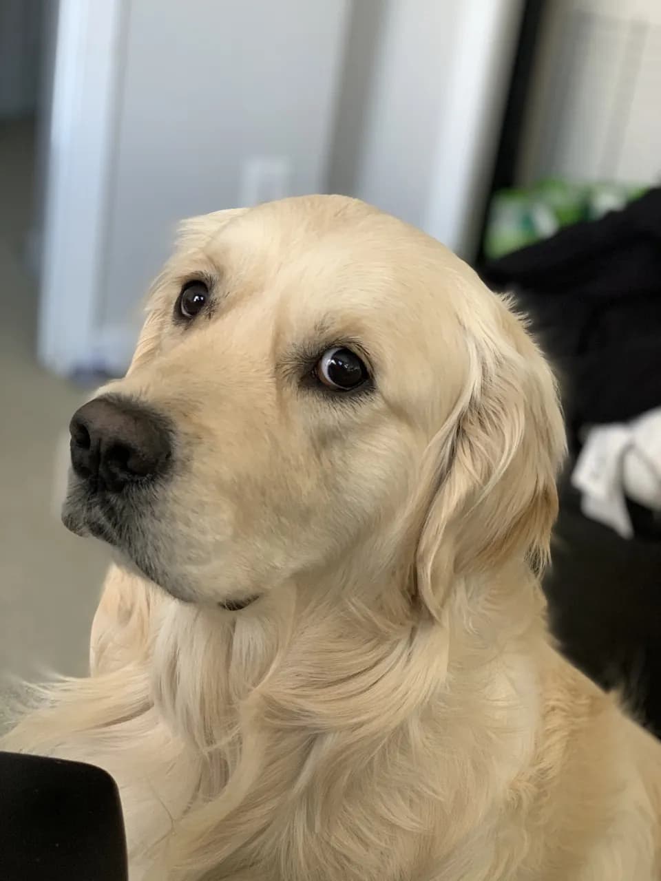 my dog stepped on a bee, Stable Diffusion